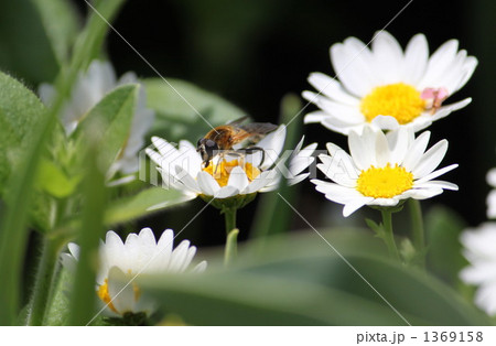 ミツバチ ミツバチ 1369158