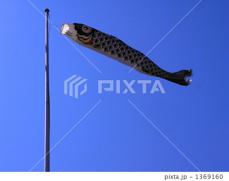 鯉のぼり 鯉のぼり 1369160