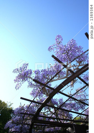藤と空 1369364