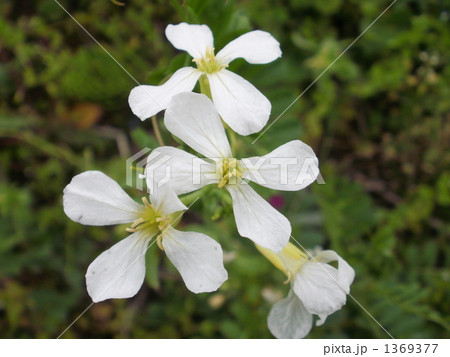大根の花 大根の花 1369377