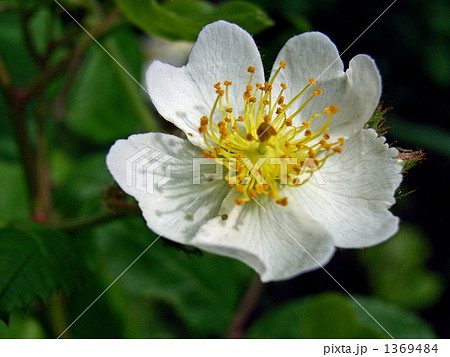 花はきれいでも山野の悪役ノイバラ 1369484