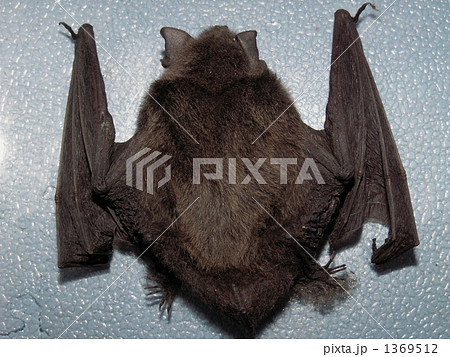こうもり こうもり 1369512