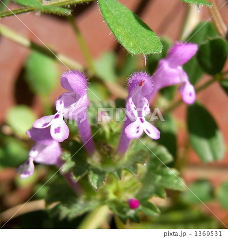 ホトケノザ 1369531