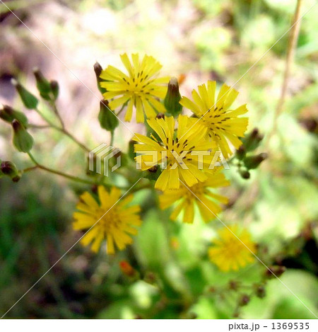 オニタビラコ 1369535