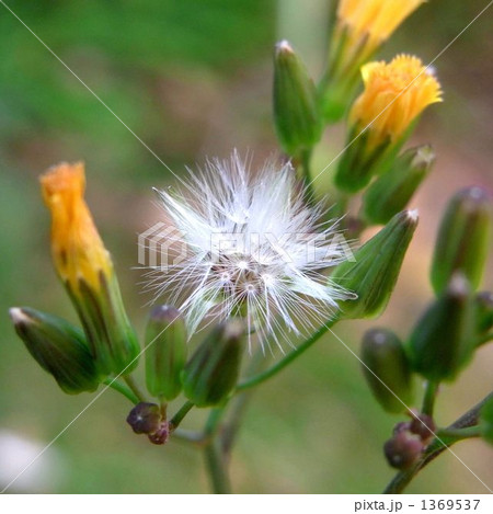 オニタビラコ オニタビラコ 1369537