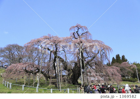 三春の滝桜　壱 1369582