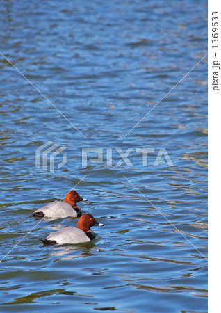 ホシハジロ 1369633