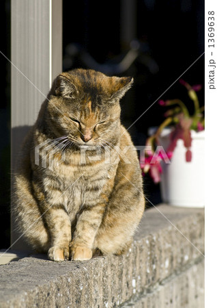 塀の上の猫 1369638