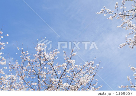 桜と青空 1369657