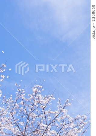 桜と青空 1369659