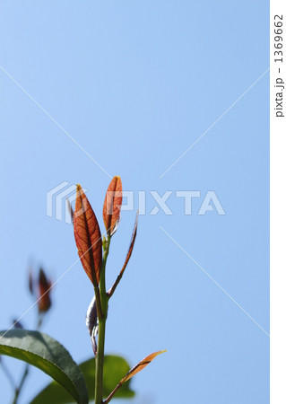 レモンの新芽 1369662