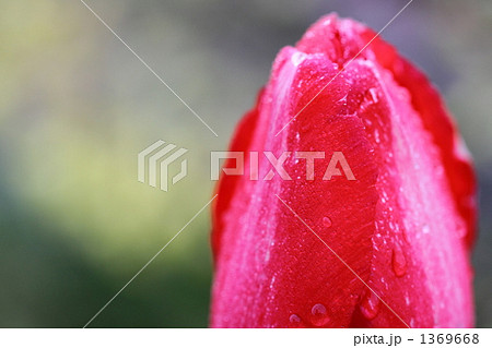 チューリップ 1369668