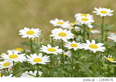 マーガレット マーガレット 1369676