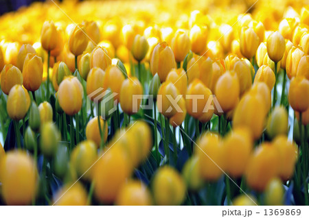 黄色い卵 黄色い卵 1369869