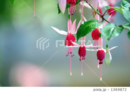 フクシア 1369872