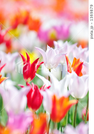 チューリップ チューリップ 1369879