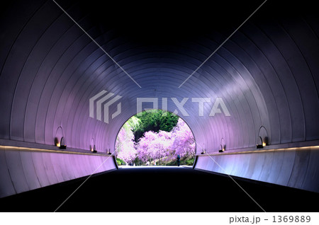 トンネル・桜 1369889