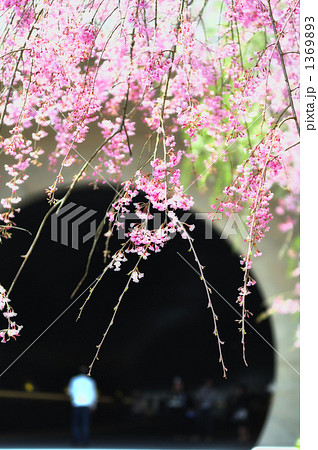トンネル・桜 トンネル・桜 1369893