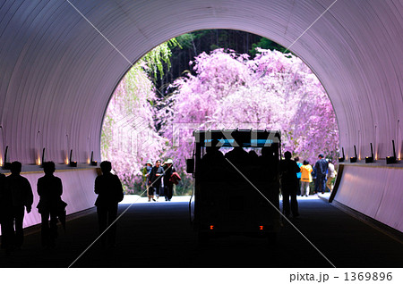 トンネル・桜 1369896