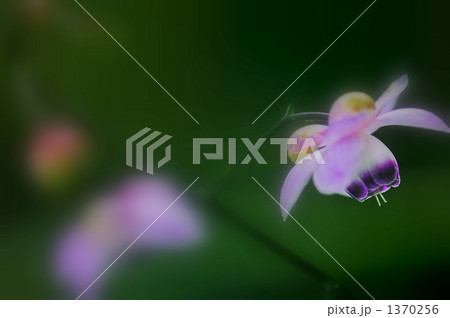 Only One Only One 1370256