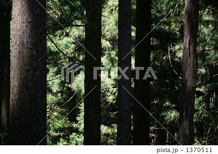 杉木立 1370511