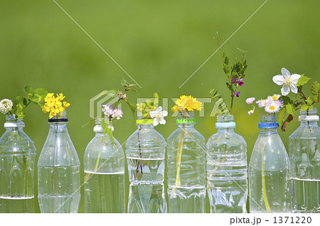ペットボトル 野草 花の写真素材