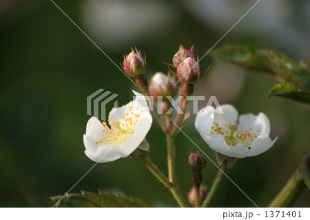 ノイバラ ノイバラ 1371401