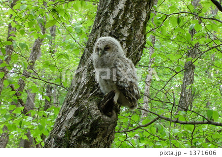 フクロウのヒナ 1371606