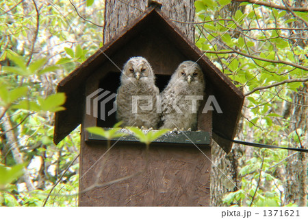 フクロウのヒナ フクロウのヒナ 1371621