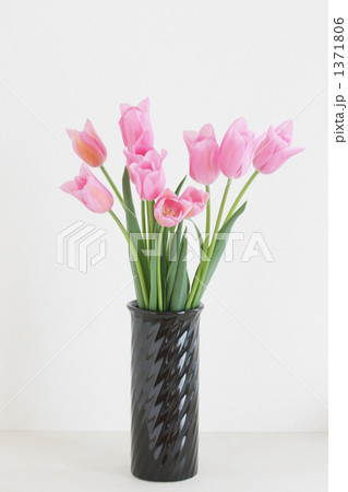 Tulip-23 1371806