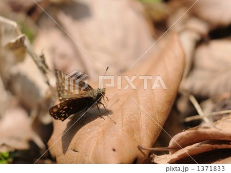 スプリングエフェメラル　～ミヤマセセリ～ 1371833