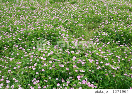 れんげ畑 1371964