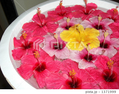 花 花 1371999