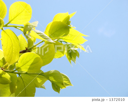 柿の若葉 柿の若葉 1372010