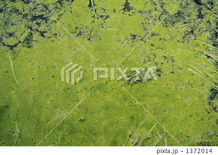 水田に発生したアオコ 1372014