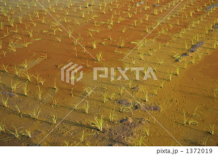 水田に発生したアオコ 水田に発生したアオコ 1372019