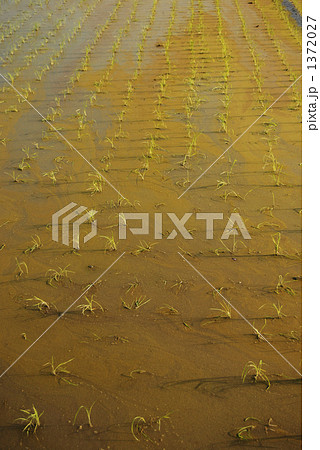 水田に発生したアオコ 水田に発生したアオコ 1372027