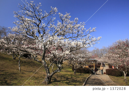 梅花咲く岩本山公園 1372028