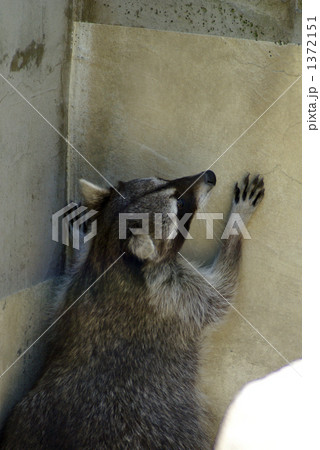 アライグマ アライグマ 1372151