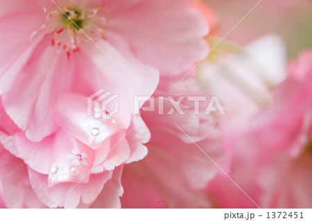 花柄のネイルチップと薄紅色の花の美容イメージ 1372451