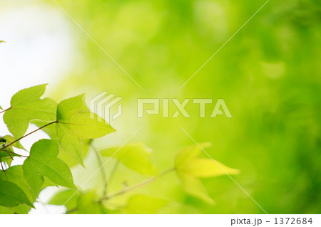 唐楓の癒しの新緑 1372684