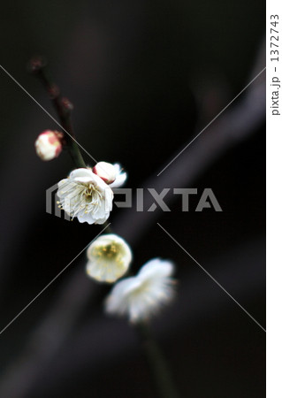 梅のかんざし 1372743