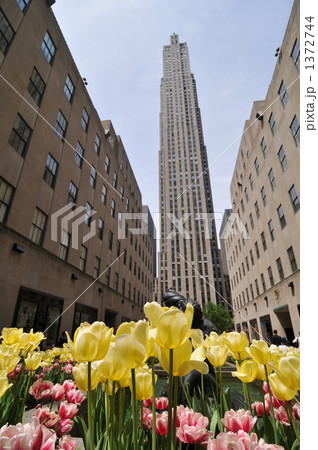 ロックフェラーセンターのチューリップ 1372744