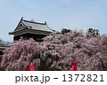 上田の桜１ 1372821