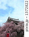 上田の桜２ 1372822