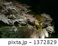 岩手公園の夜桜 1372829