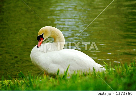 湖畔で一休み 湖畔で一休み 1373366