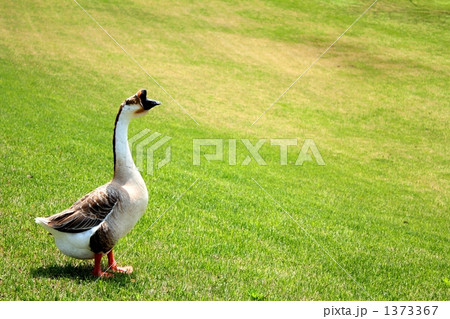 たたずむガチョウ 1373367