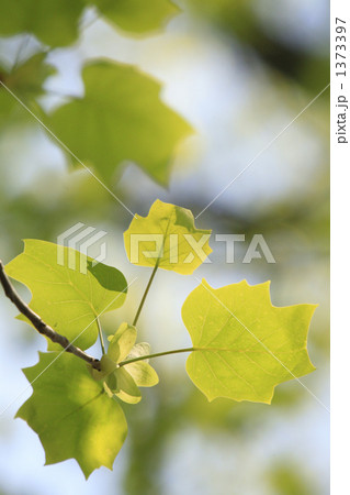 ユリノキの新緑 1373397