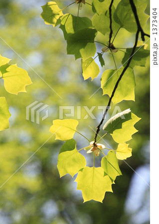 光に透けるユリノキの新緑 光に透けるユリノキの新緑 1373404